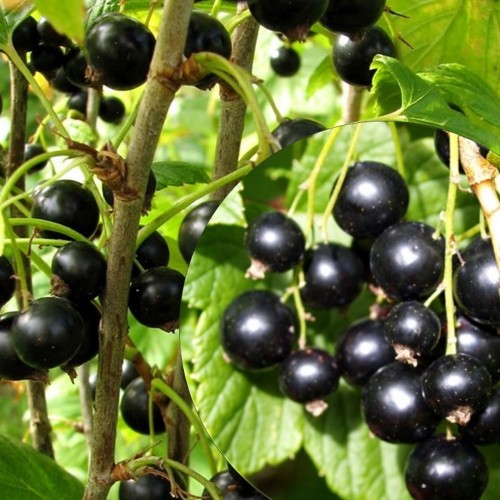 Ribes nigrum 'Minai Šmõrjev' - Must sõstar 'Minai Šmõrjev' C3/3L